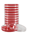 XLT4 (Xylose-Lysine-Tergitol 4) Agar Plates Stacked