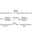 Glucose Oxidase Type X-S | Lyophilized Powder | 100k–250k U/g | A. niger