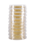LokTight™ Sabouraud Dextrose (SabDex) Agar Contact Plates