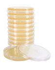Malt Extract Agar (MEA) Plates