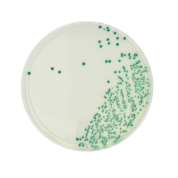HardyCHROM™ Candida Chromogenic Agar | 10 Plates | Rapid Yeast ID | Hardy Diagnostics