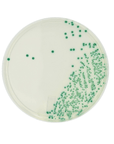 HardyCHROM™ Candida Chromogenic Agar | 10 Plates | Rapid Yeast ID | Hardy Diagnostics