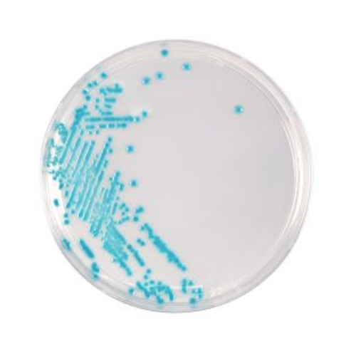 HardyCHROM™ ECC (E. coli and Coliforms) Plates