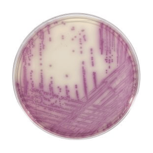 HardyCHROM™ Salmonella Chromogenic Medium Plate