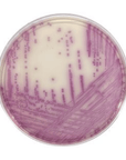 HardyCHROM™ Salmonella Chromogenic Medium Plate