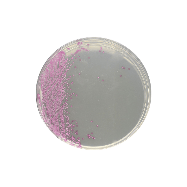 HardyCHROM™ Staphylococcus aureus, Chromogenic Medium -10pk