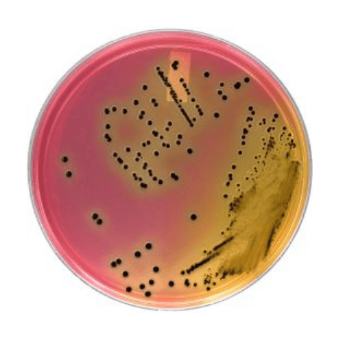 HardyCHROM™ SS NoPRO (Salmonella & Shigella) Chromogenic Medium Plate
