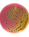 HardyCHROM™ SS NoPRO (Salmonella & Shigella) Chromogenic Medium Plate
