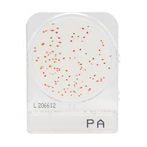 CompactDry™ Pseudomonas aeruginosa (PA) Plate