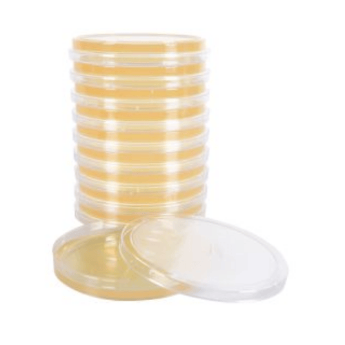 Malt Extract Agar (MEA) Plates